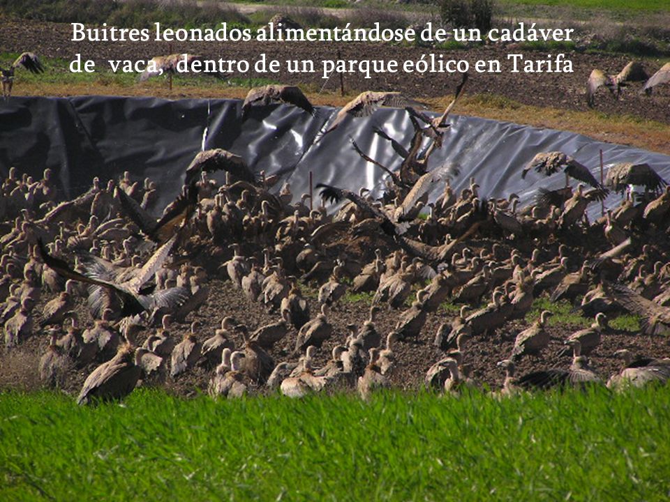 Buitres leonados alimentándose de un cadáver de vaca, dentro de un parque eólico en Tarifa
