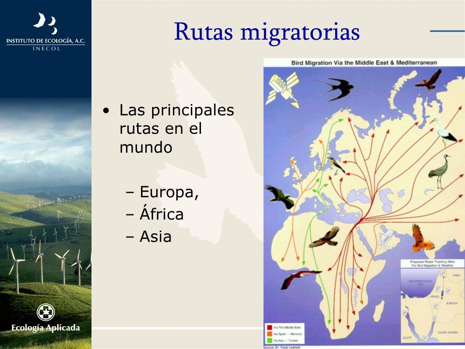 Rutas migratorias Las principales rutas en el mundo Europa, África