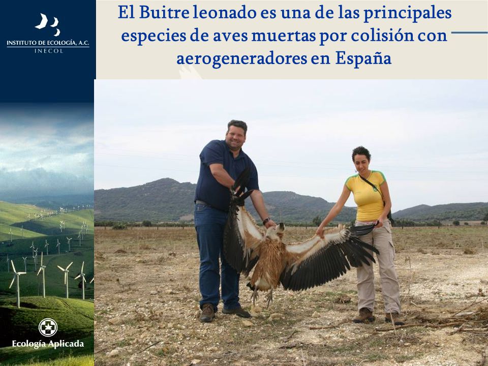 El Buitre leonado es una de las principales especies de aves muertas por colisión con aerogeneradores en España