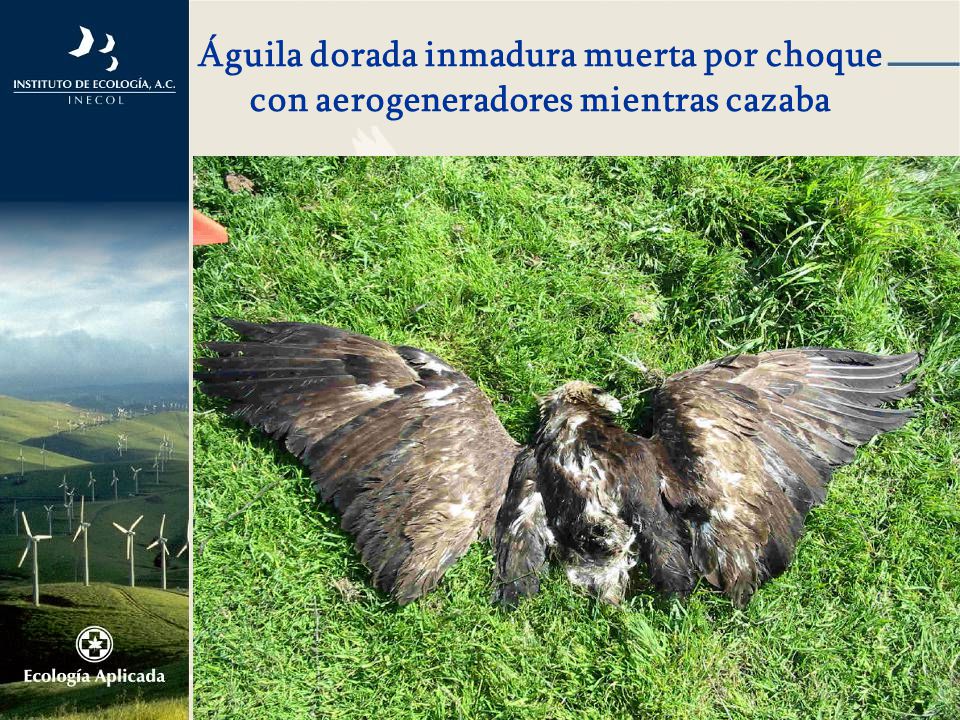 Águila dorada inmadura muerta por choque con aerogeneradores mientras cazaba