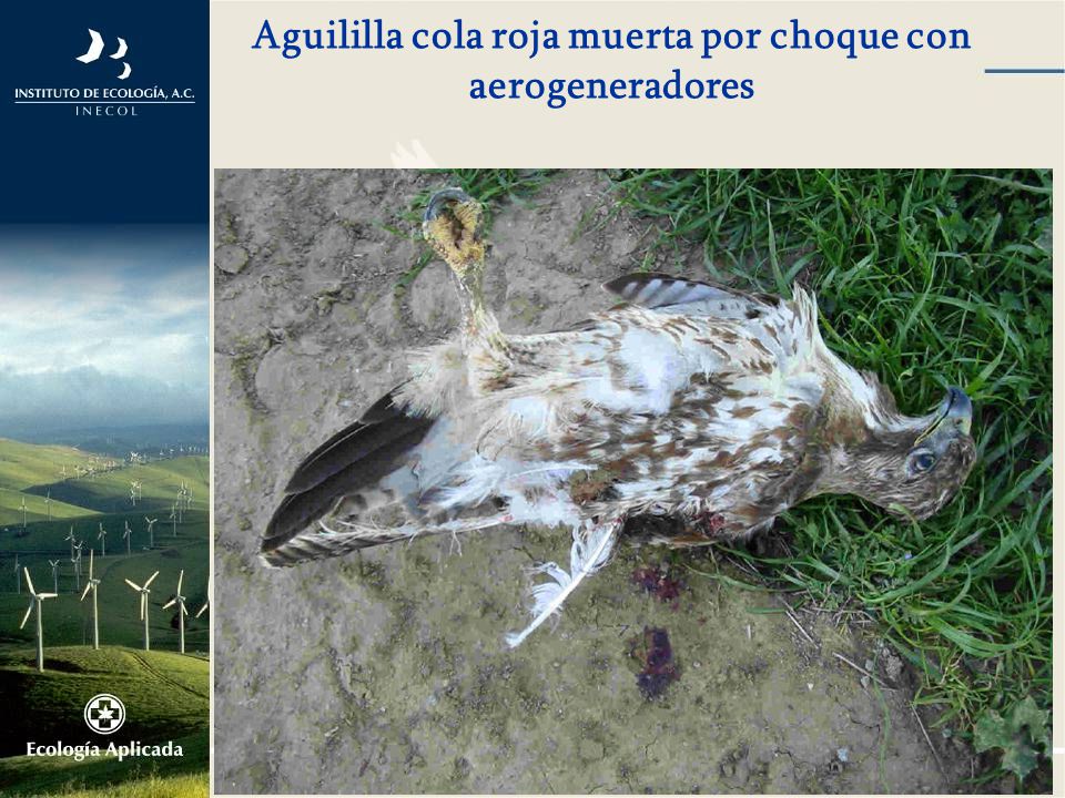 Aguililla cola roja muerta por choque con aerogeneradores
