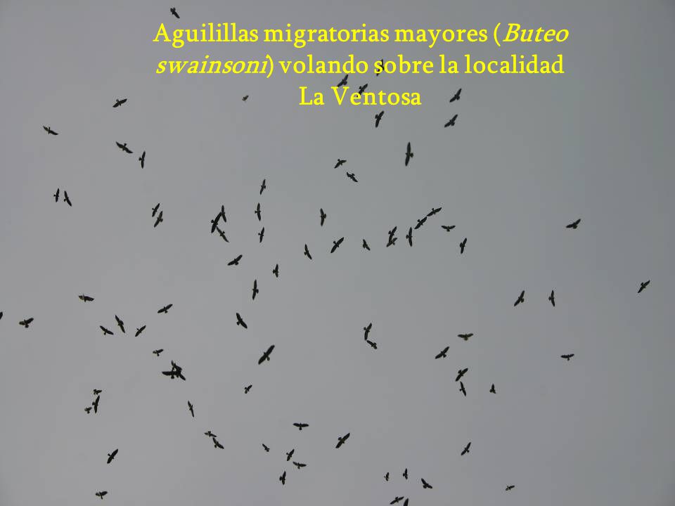 Aguilillas migratorias mayores (Buteo swainsoni) volando sobre la localidad La Ventosa