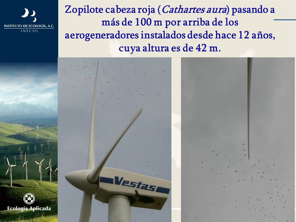 Zopilote cabeza roja (Cathartes aura) pasando a más de 100 m por arriba de los aerogeneradores instalados desde hace 12 años, cuya altura es de 42 m.