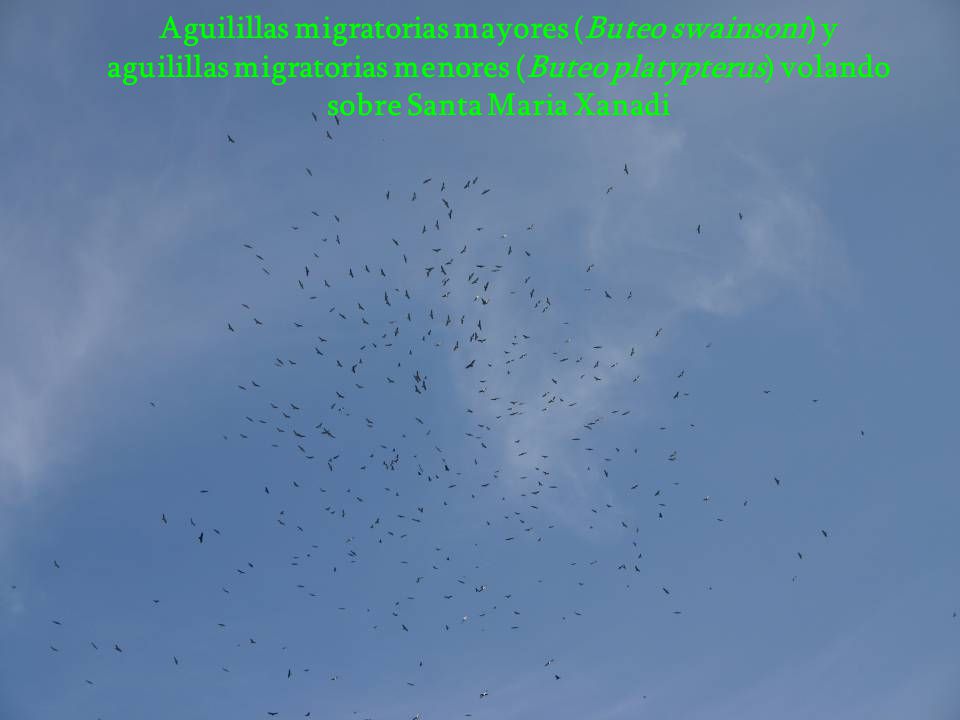 Aguilillas migratorias mayores (Buteo swainsoni) y aguilillas migratorias menores (Buteo platypterus) volando sobre Santa Maria Xanadi