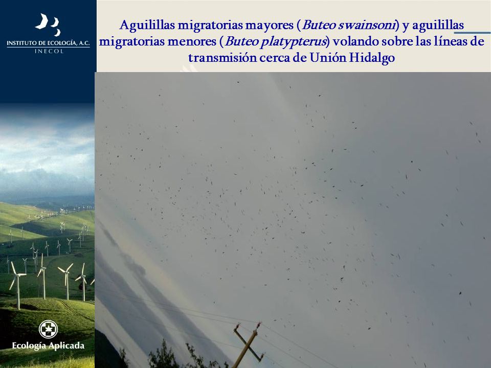 Aguilillas migratorias mayores (Buteo swainsoni) y aguilillas migratorias menores (Buteo platypterus) volando sobre las líneas de transmisión cerca de Unión Hidalgo