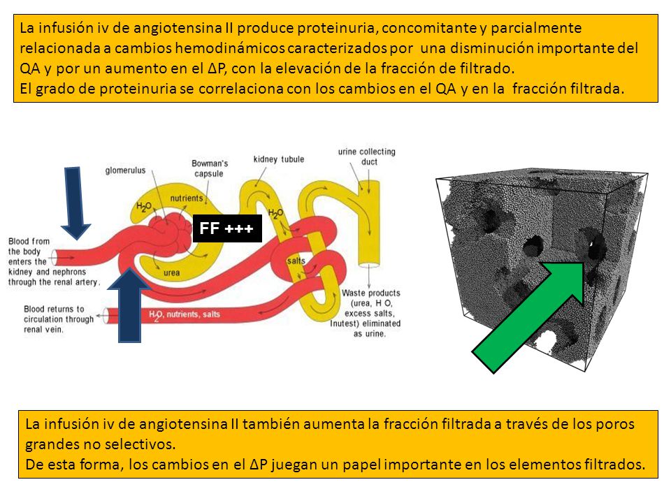 La infusión iv de angiotensina II produce proteinuria, concomitante y parcialmente relacionada a cambios hemodinámicos caracterizados por una disminución importante del QA y por un aumento en el ΔP, con la elevación de la fracción de filtrado.