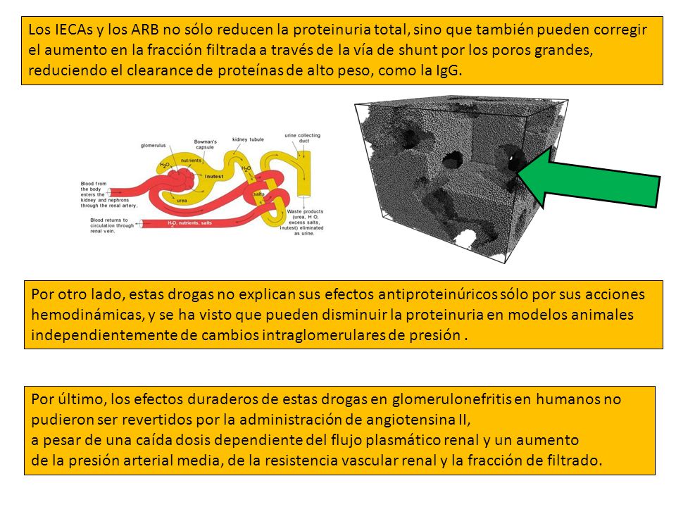 Los IECAs y los ARB no sólo reducen la proteinuria total, sino que también pueden corregir el aumento en la fracción filtrada a través de la vía de shunt por los poros grandes, reduciendo el clearance de proteínas de alto peso, como la IgG.