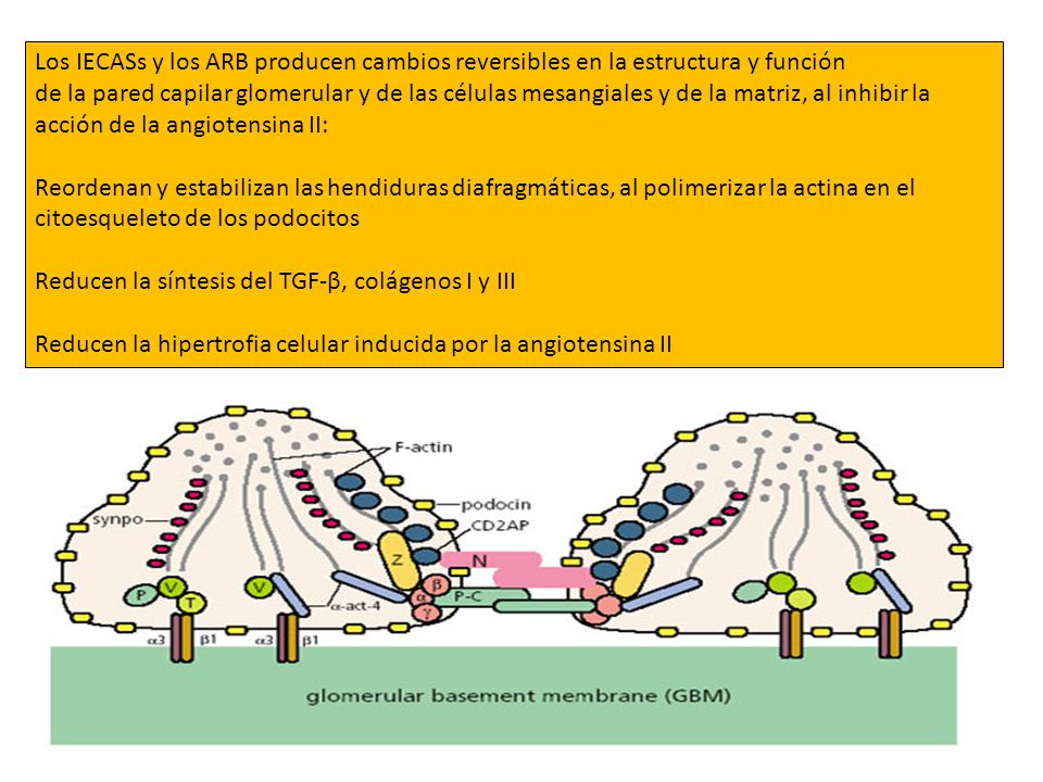 Los IECASs y los ARB producen cambios reversibles en la estructura y función