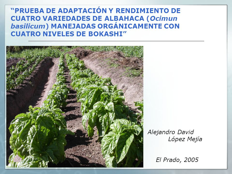 PRUEBA DE ADAPTACIÓN Y RENDIMIENTO DE CUATRO VARIEDADES DE ALBAHACA (Ocimun basilicum) MANEJADAS ORGÁNICAMENTE CON CUATRO NIVELES DE BOKASHI