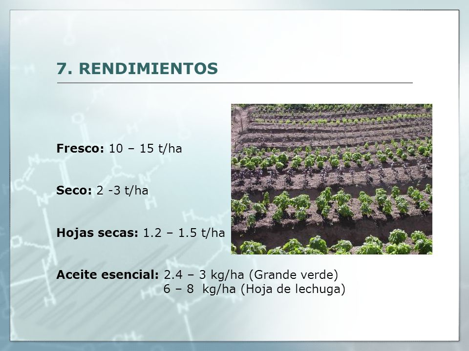 7. RENDIMIENTOS Fresco: 10 – 15 t/ha. Seco: 2 -3 t/ha. Hojas secas: 1.2 – 1.5 t/ha. Aceite esencial: 2.4 – 3 kg/ha (Grande verde)