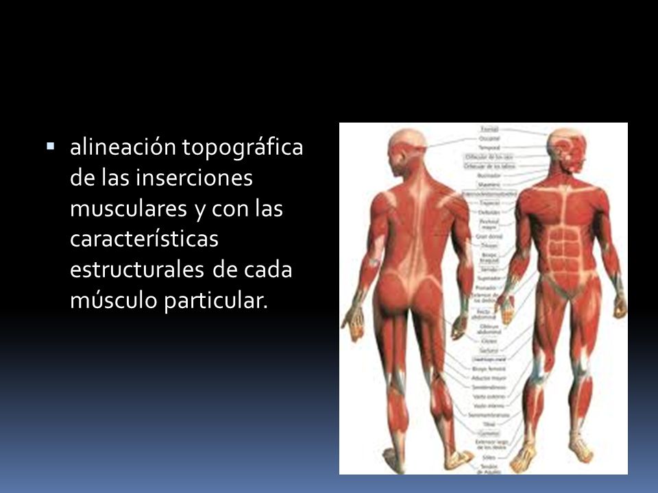 alineación topográfica de las inserciones musculares y con las características estructurales de cada músculo particular.