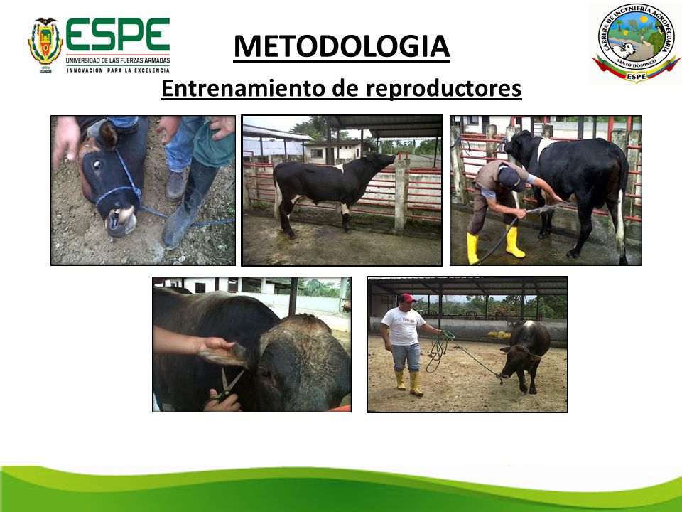 Entrenamiento de reproductores