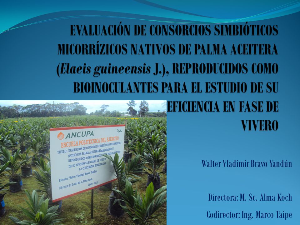 EVALUACIÓN DE CONSORCIOS SIMBIÓTICOS MICORRÍZICOS NATIVOS DE PALMA ACEITERA (Elaeis guineensis J.), REPRODUCIDOS COMO BIOINOCULANTES PARA EL ESTUDIO DE SU EFICIENCIA EN FASE DE VIVERO