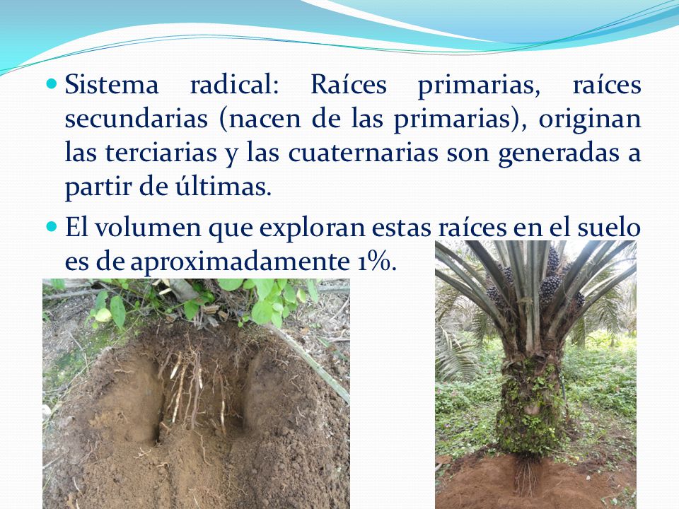 Sistema radical: Raíces primarias, raíces secundarias (nacen de las primarias), originan las terciarias y las cuaternarias son generadas a partir de últimas.