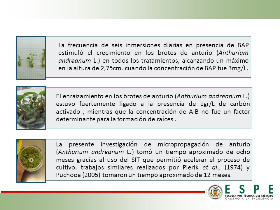 La frecuencia de seis inmersiones diarias en presencia de BAP estimuló el crecimiento en los brotes de anturio (Anthurium andreanum L.) en todos los tratamientos, alcanzando un máximo en la altura de 2,75cm. cuando la concentración de BAP fue 3mg/L.