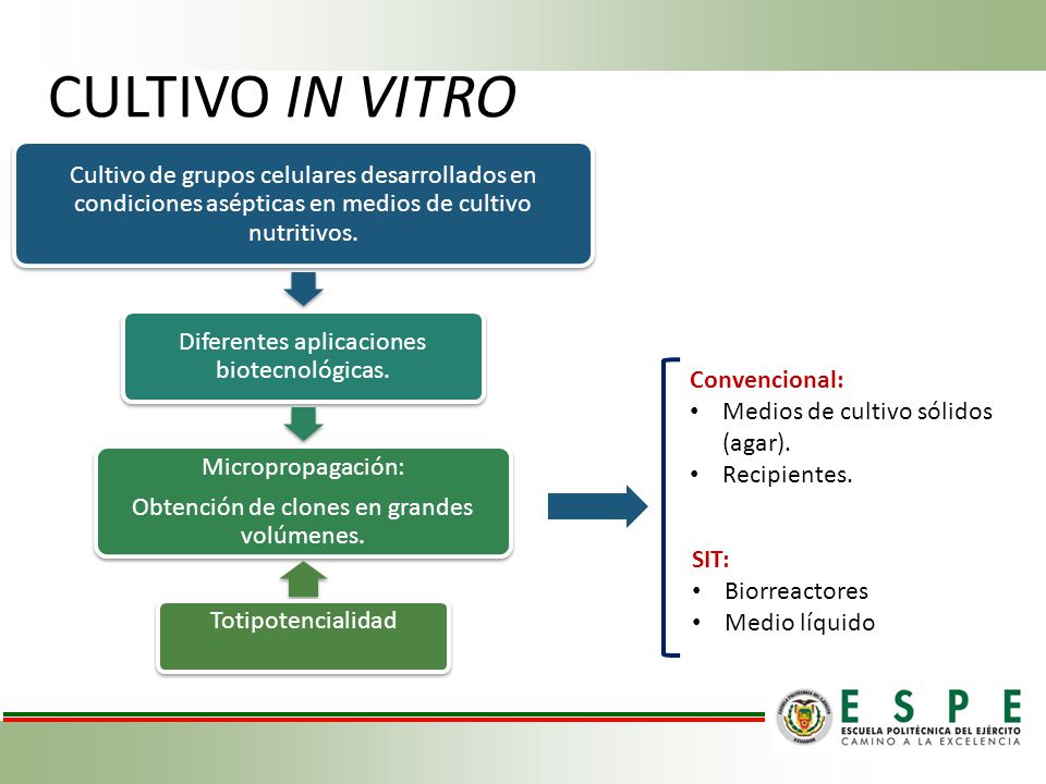 CULTIVO IN VITRO Cultivo de grupos celulares desarrollados en condiciones asépticas en medios de cultivo nutritivos.
