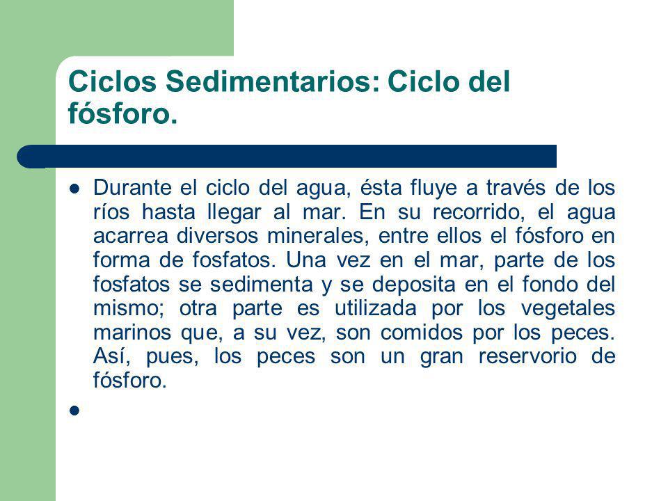 Ciclos Sedimentarios: Ciclo del fósforo.