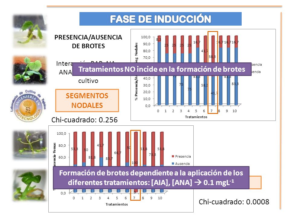FASE DE INDUCCIÓN Tratamientos NO incide en la formación de brotes