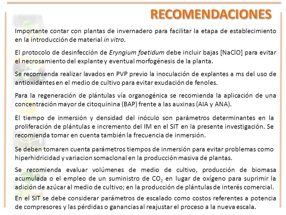 RECOMENDACIONES Importante contar con plantas de invernadero para facilitar la etapa de establecimiento en la introducción de material in vitro.