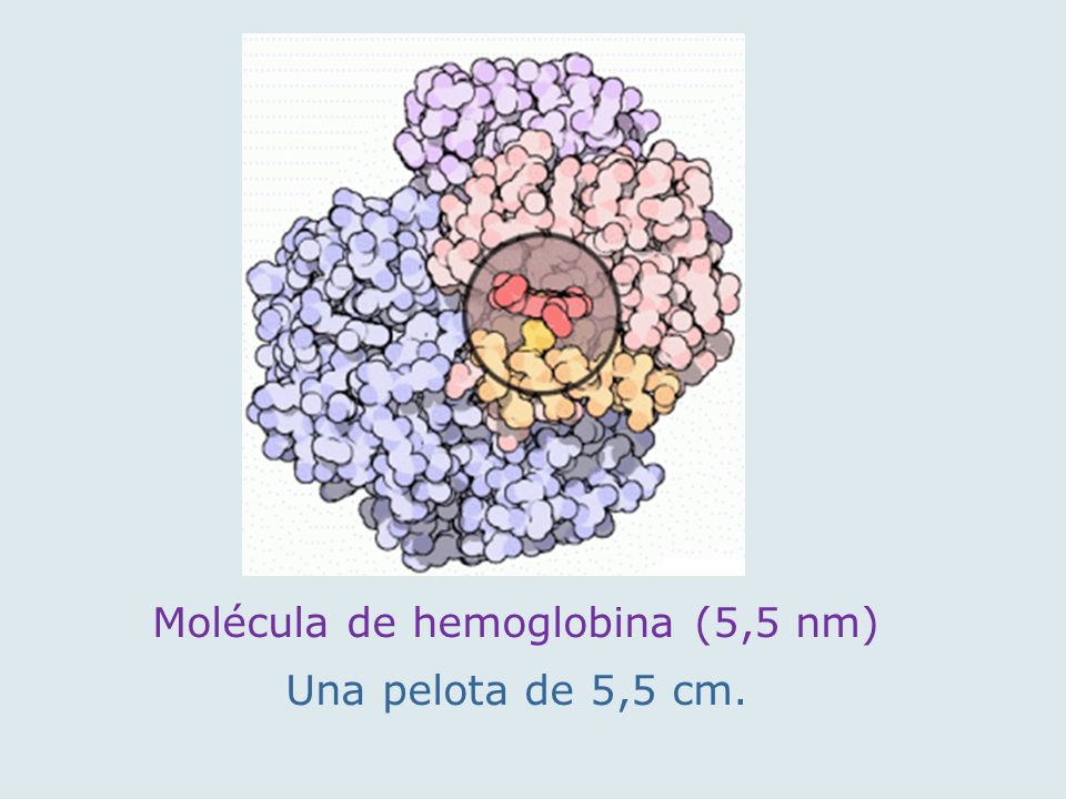 Molécula de hemoglobina (5,5 nm)