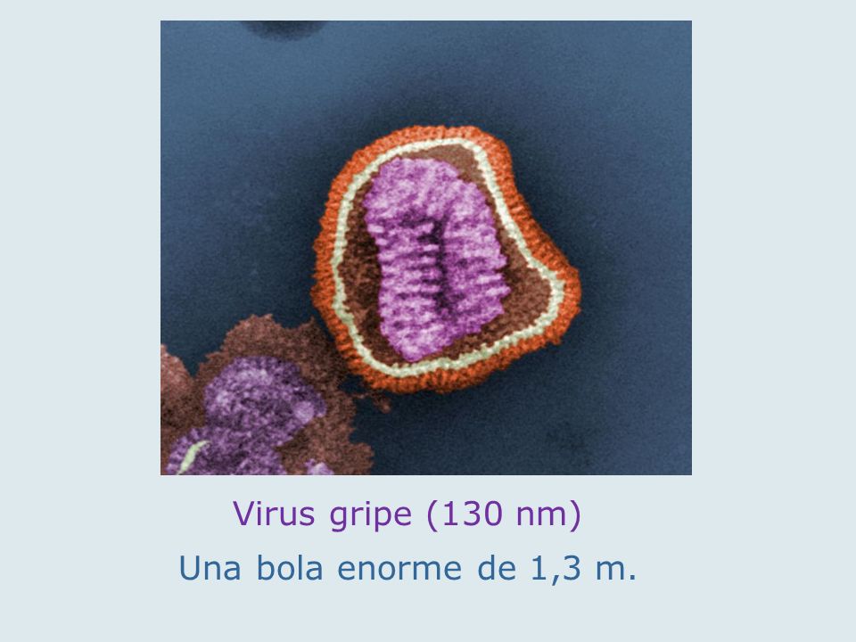 Virus gripe (130 nm) Una bola enorme de 1,3 m.