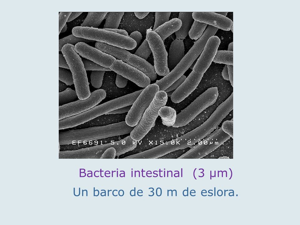Bacteria intestinal (3 µm)