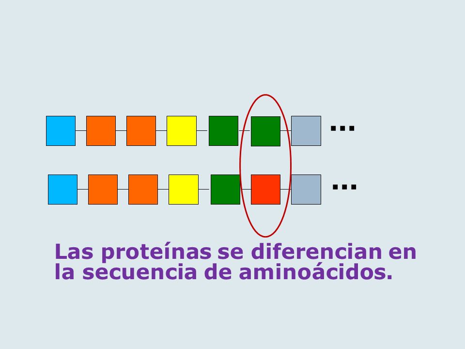 Las proteínas se diferencian en la secuencia de aminoácidos.