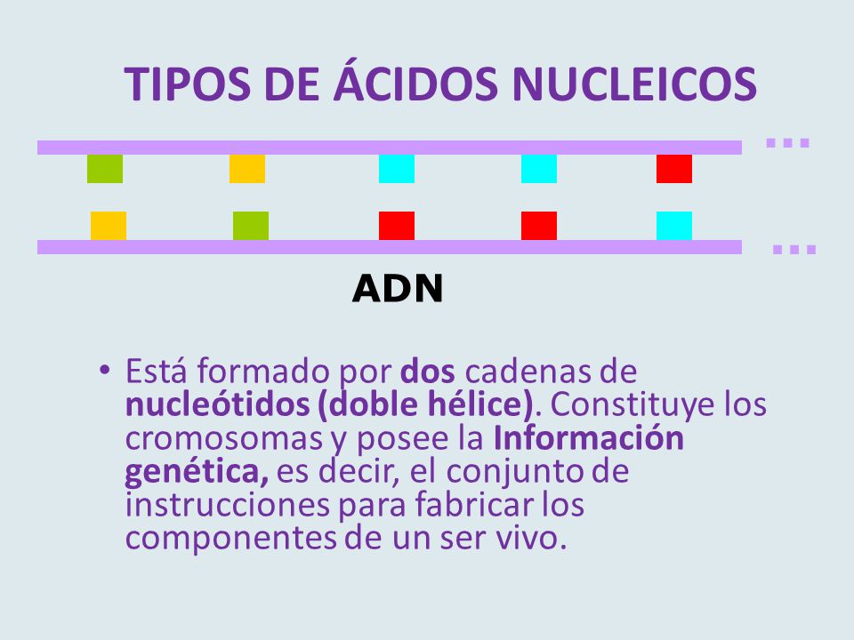 TIPOS DE ÁCIDOS NUCLEICOS