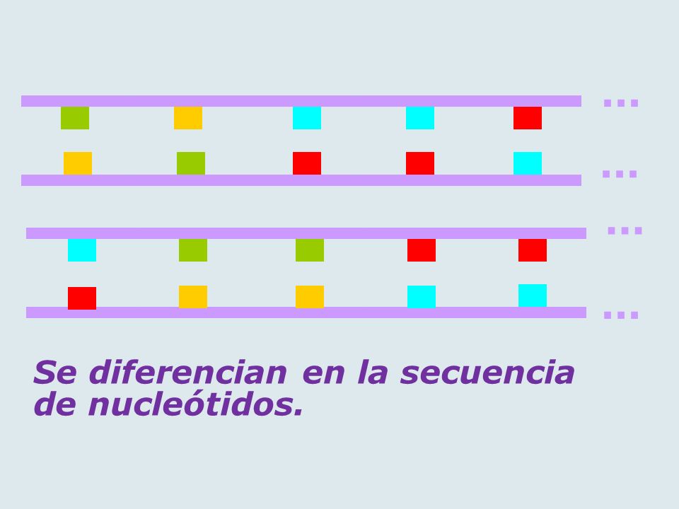 Se diferencian en la secuencia de nucleótidos.