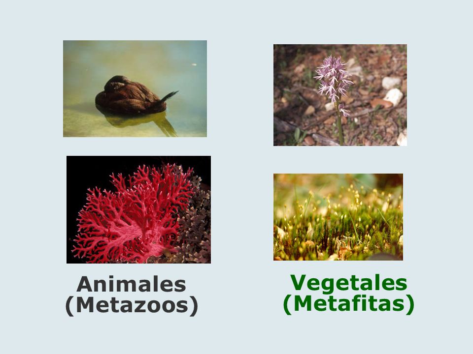 Vegetales (Metafitas)