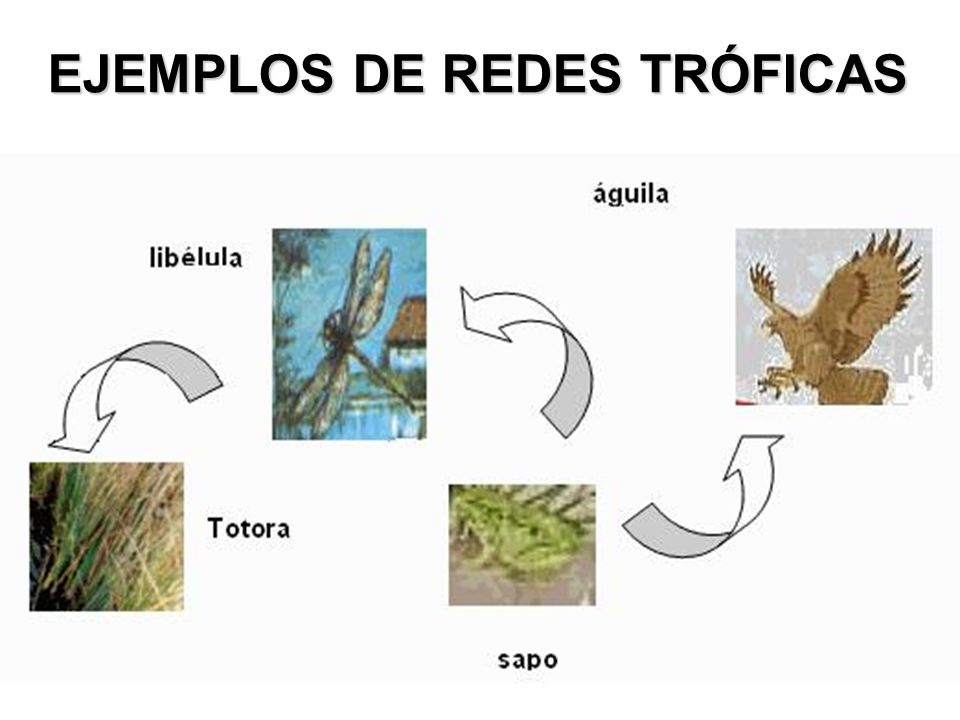 EJEMPLOS DE REDES TRÓFICAS
