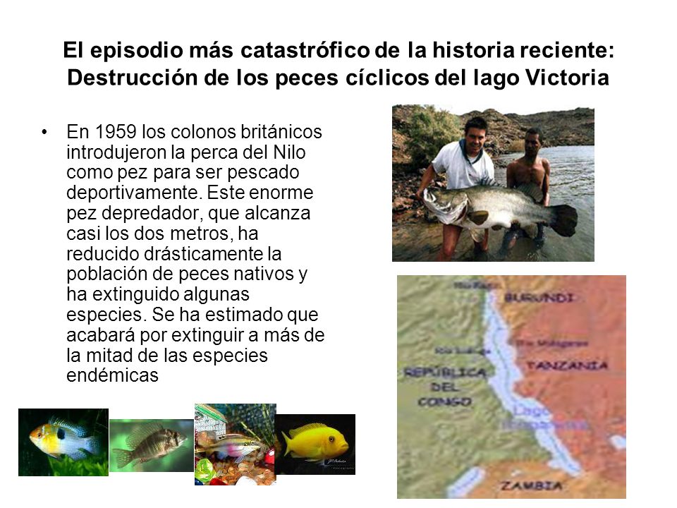 El episodio más catastrófico de la historia reciente: Destrucción de los peces cíclicos del lago Victoria