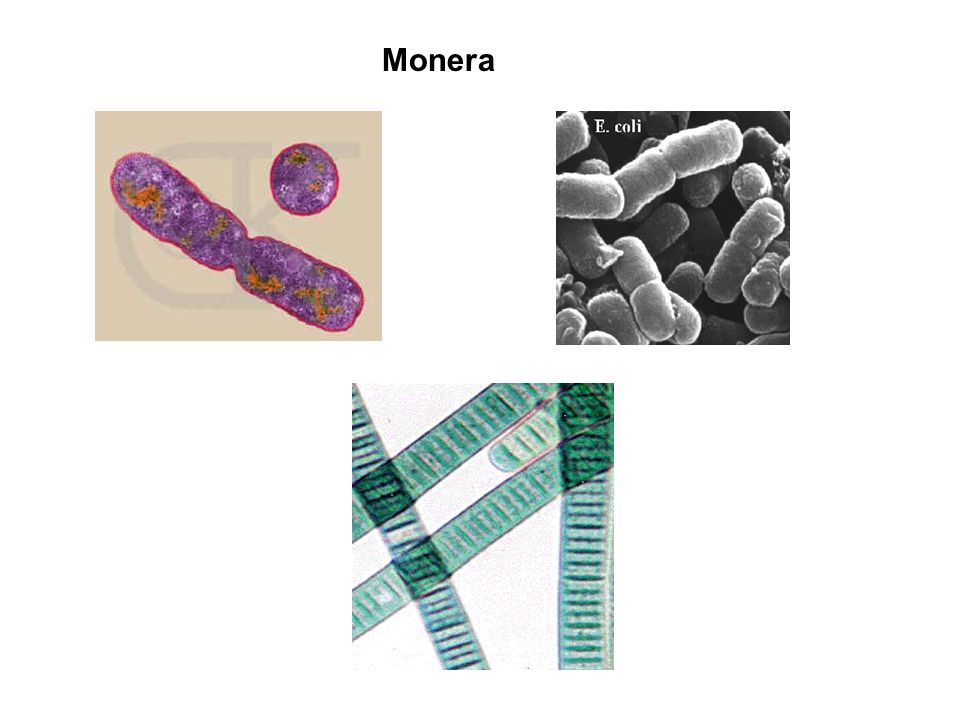 Monera