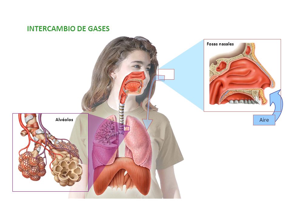 INTERCAMBIO DE GASES Aire Fosas nasales Calor Humedad Limpieza