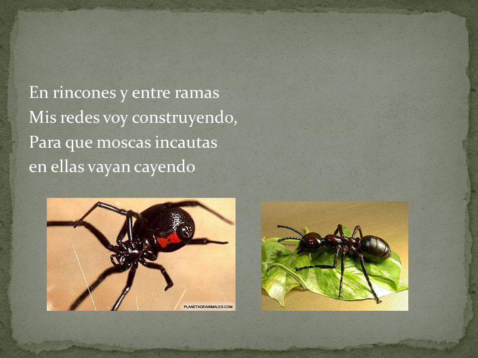 En rincones y entre ramas Mis redes voy construyendo, Para que moscas incautas en ellas vayan cayendo