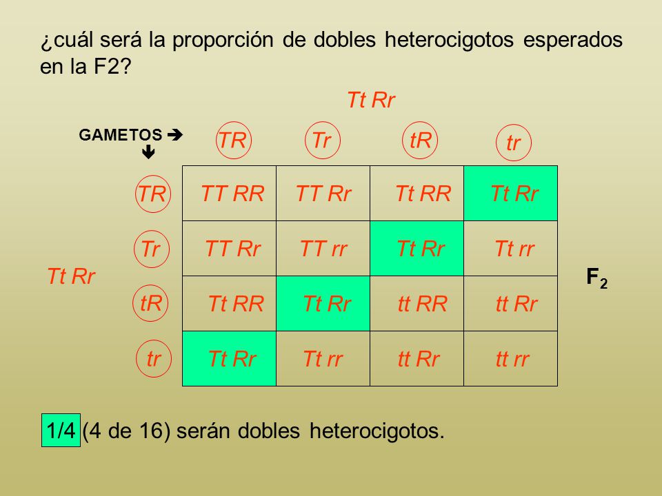 ¿cuál será la proporción de dobles heterocigotos esperados en la F2