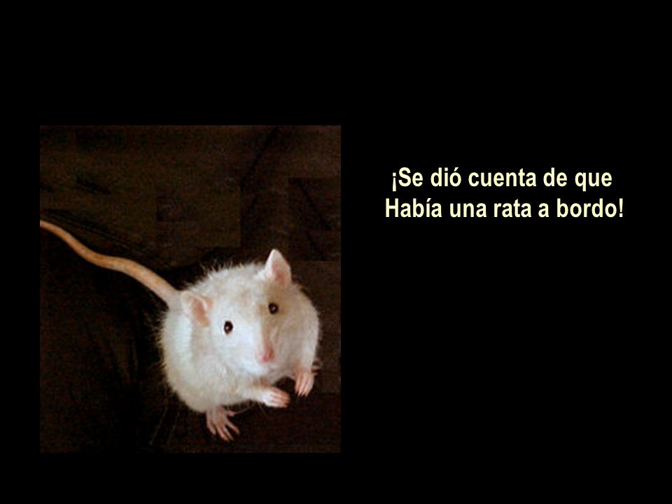 ¡Se dió cuenta de que Había una rata a bordo!