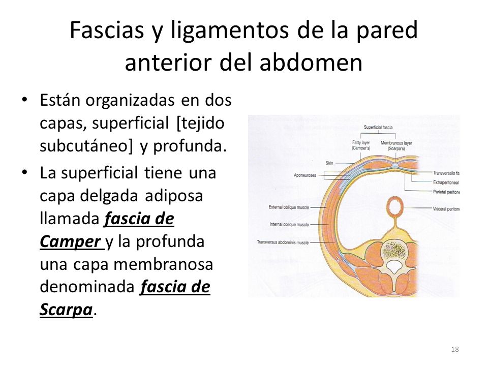 Fascias y ligamentos de la pared anterior del abdomen