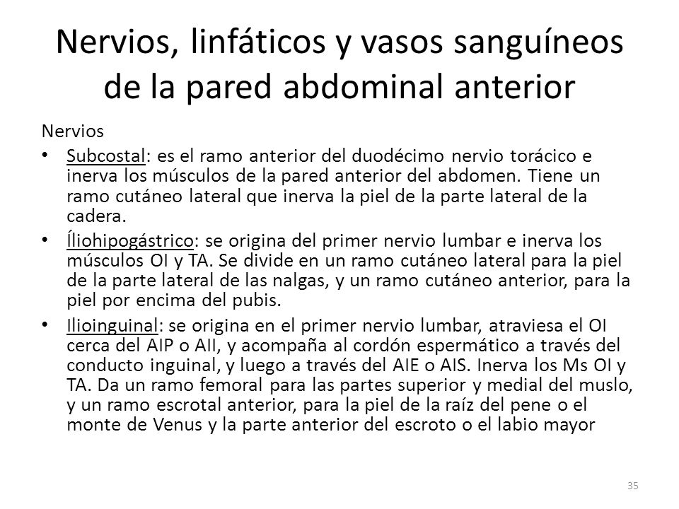 Nervios, linfáticos y vasos sanguíneos de la pared abdominal anterior
