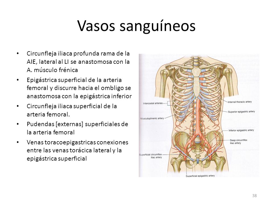 Vasos sanguíneos Circunfleja iliaca profunda rama de la AIE, lateral al LI se anastomosa con la A. músculo frénica.
