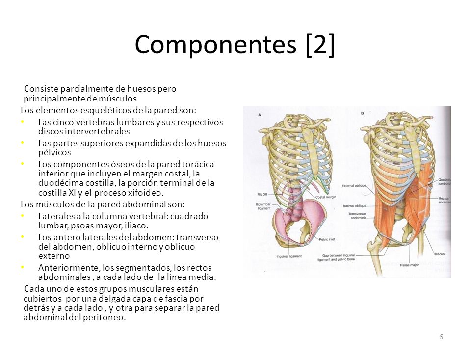Componentes [2] Consiste parcialmente de huesos pero principalmente de músculos. Los elementos esqueléticos de la pared son: