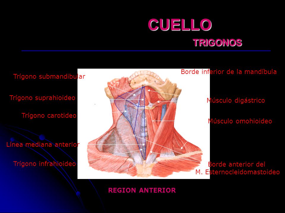 CUELLO TRIGONOS Borde inferior de la mandíbula Trígono submandibular