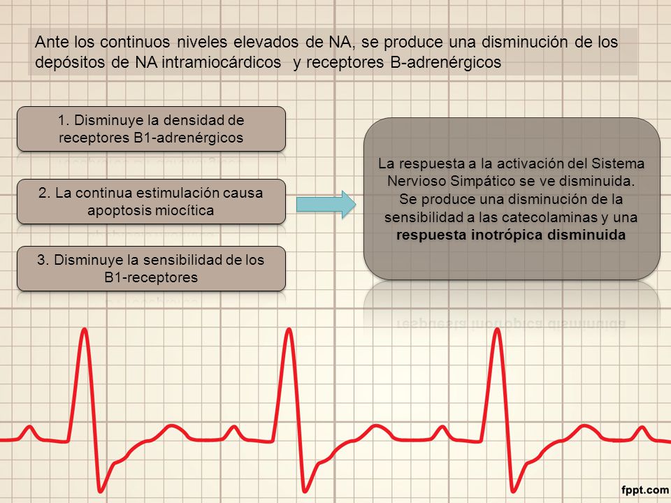Ante los continuos niveles elevados de NA, se produce una disminución de los depósitos de NA intramiocárdicos y receptores B-adrenérgicos