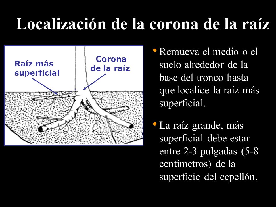 Localización de la corona de la raíz