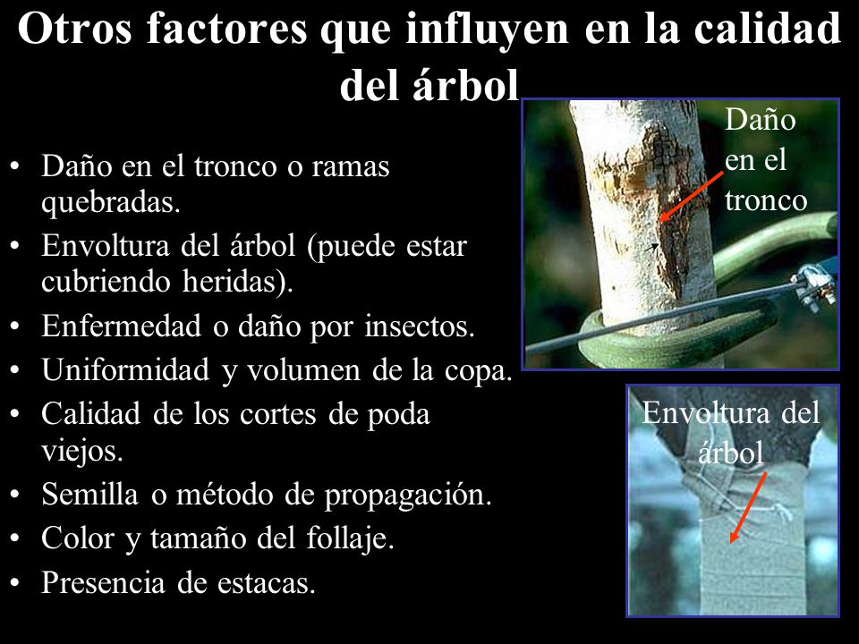 Otros factores que influyen en la calidad del árbol