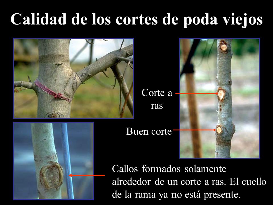 Calidad de los cortes de poda viejos