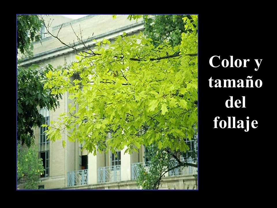Color y tamaño del follaje