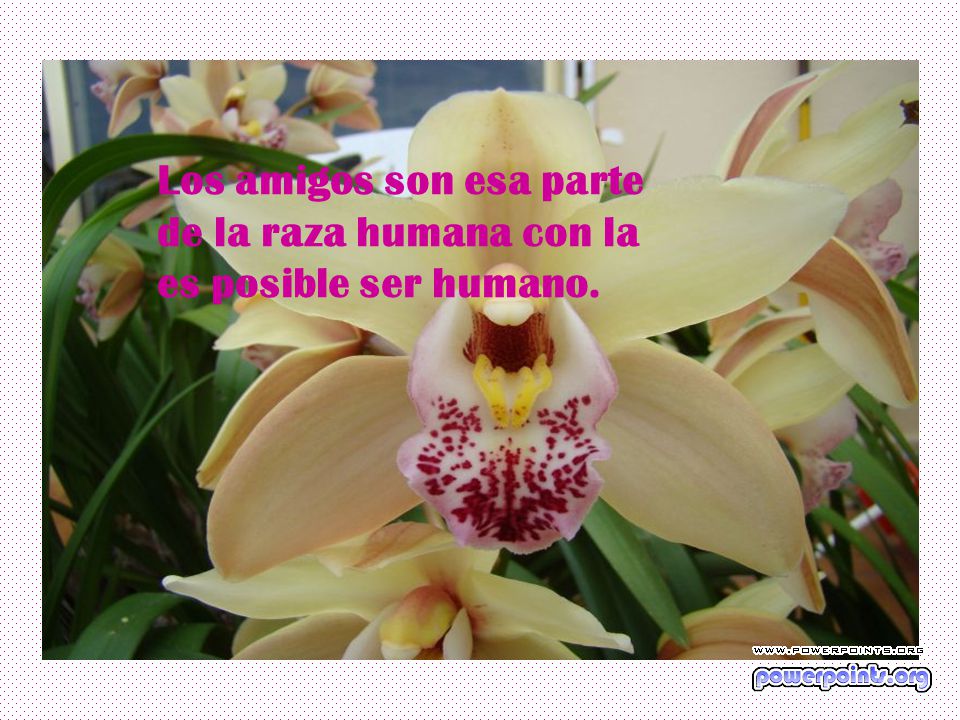 Los amigos son esa parte de la raza humana con la es posible ser humano.