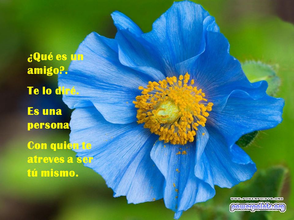 ¿Qué es un amigo . Te lo diré. Es una persona Con quien te atreves a ser tú mismo.