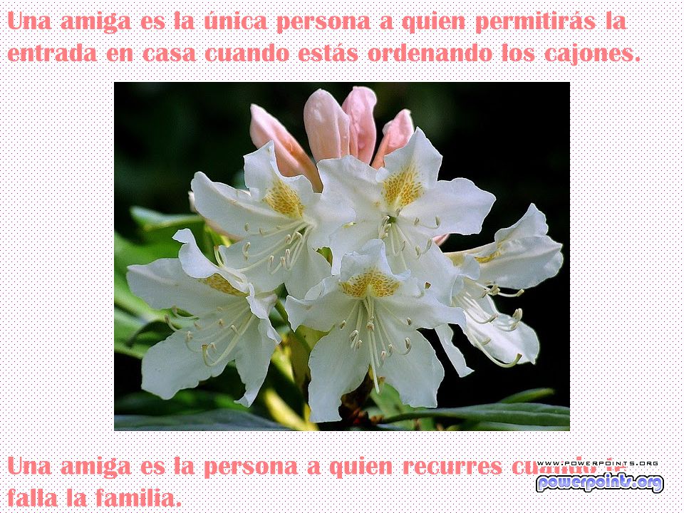 Una amiga es la única persona a quien permitirás la entrada en casa cuando estás ordenando los cajones.